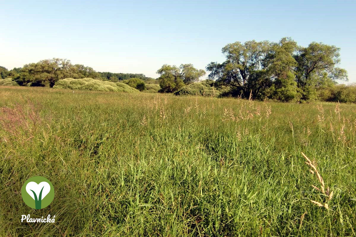 Louka–Plavnickájpg