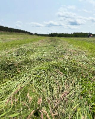 Jak vzniká BIO seno Plavnická? Úsilím a snahou pár šikovných lidiček😊 Jako výrobce vám můžeme ukázat střípky z celého...