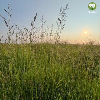 První seč 2025 coming soon 🤩😍 #plavnicka #senovkrabici #kralici #morcata #kone #ovce #kozy #křečci